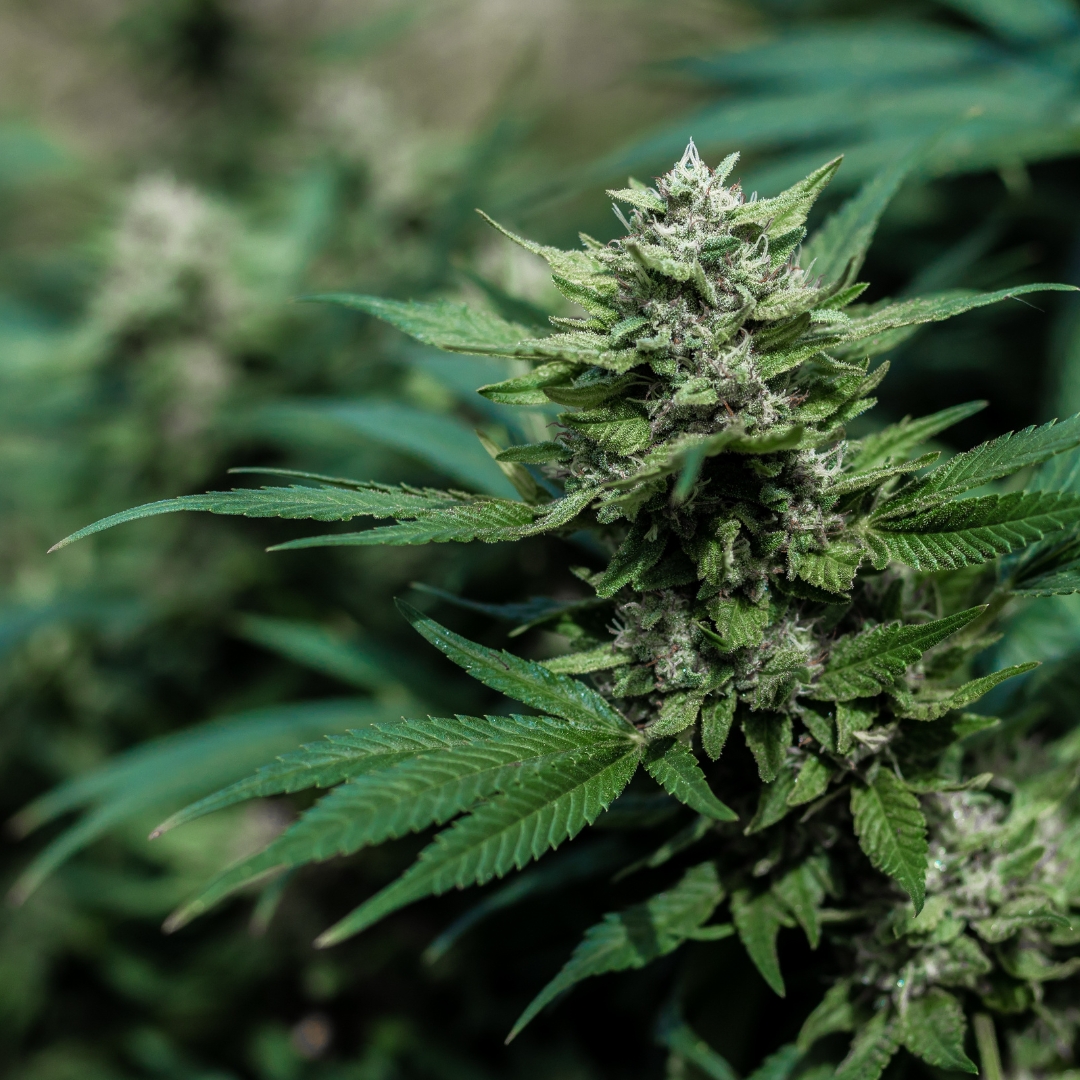 ¿Qué dolores puede tratar el CBD?