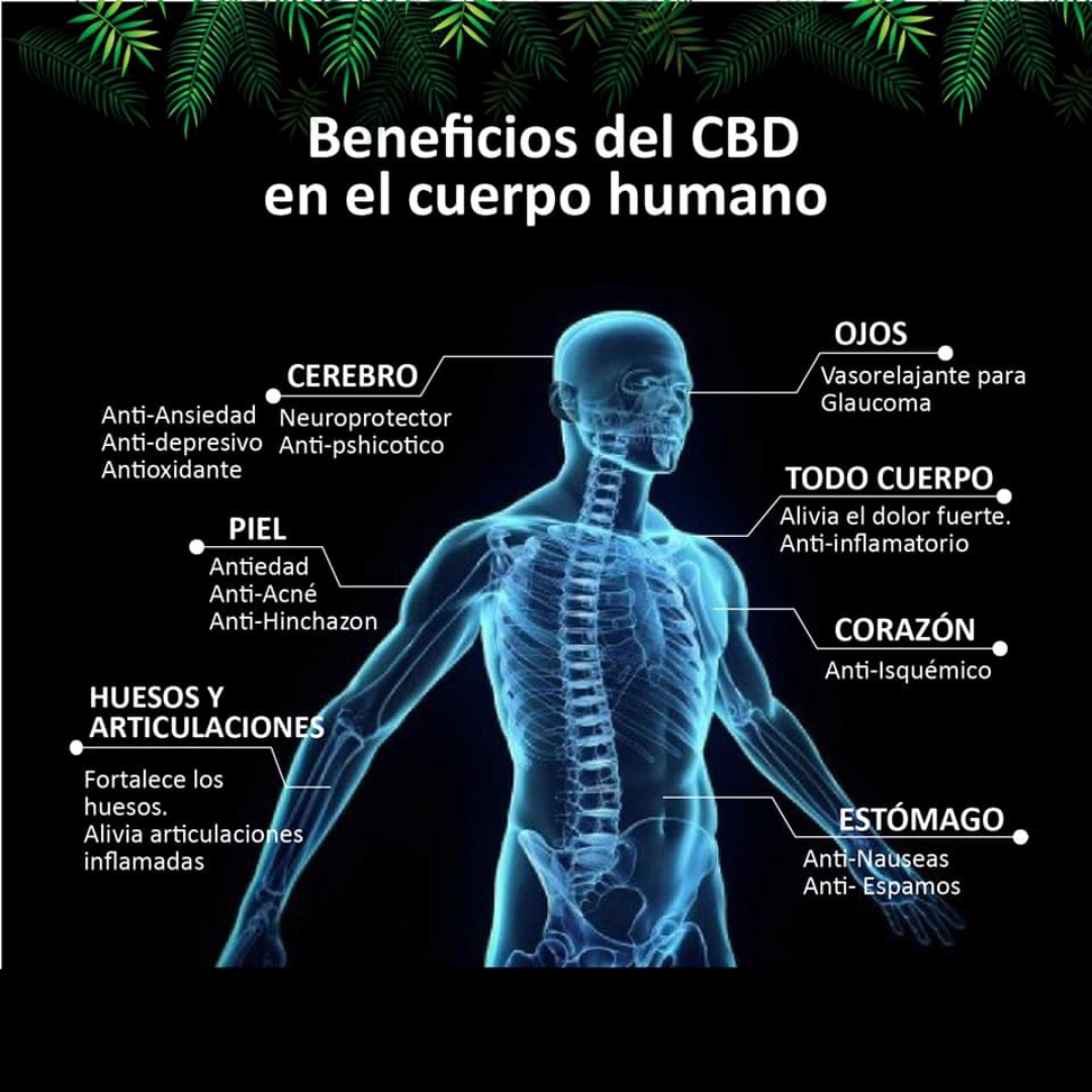 Beneficios del CBD en el cuerpo humano